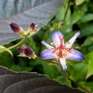 Tricyrtis lasiocarpa