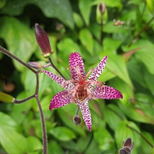 Tricyrtis Cerise
