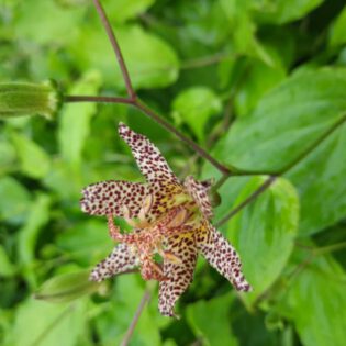 Tricyrtis Jenthe